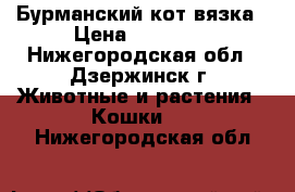 Бурманский кот вязка › Цена ­ 10 000 - Нижегородская обл., Дзержинск г. Животные и растения » Кошки   . Нижегородская обл.